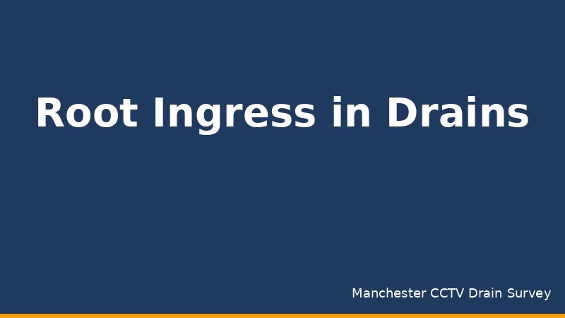 Root Ingress in Drains: Manchester's Tree Problem